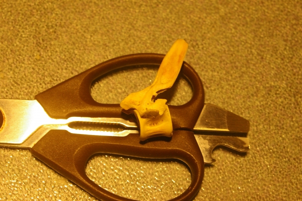 Creation of Whatchamacallitasaurus: Step 4